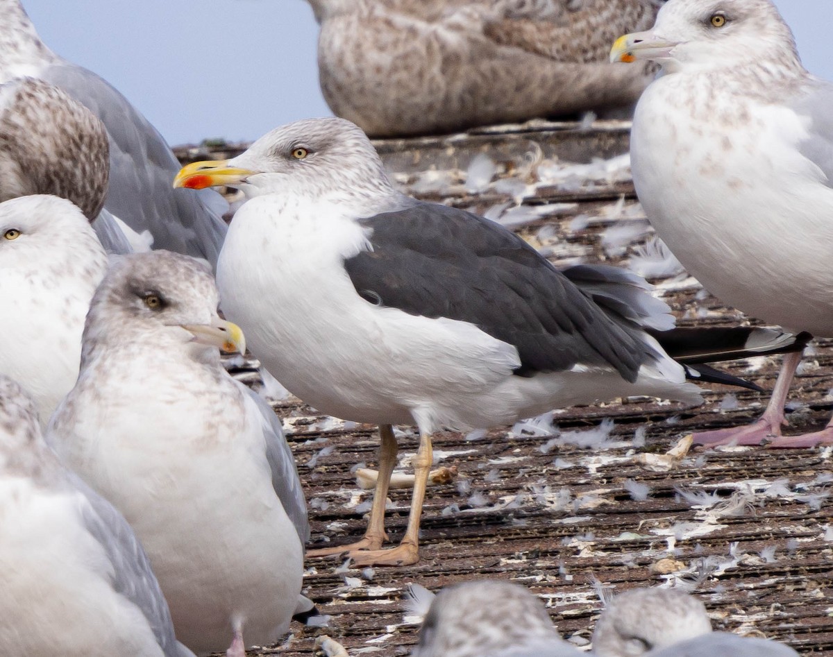 Zafferano - ML386021421