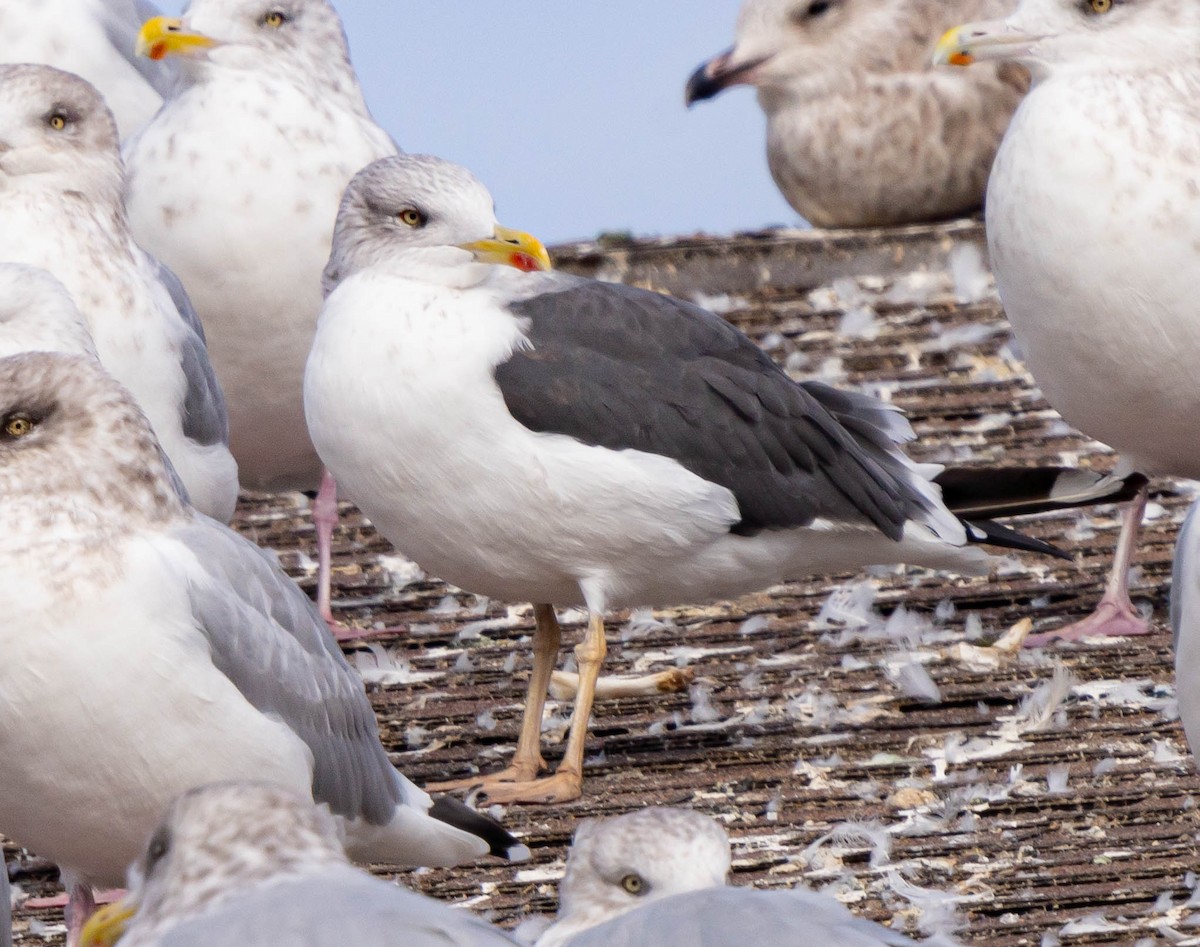 Zafferano - ML386021481