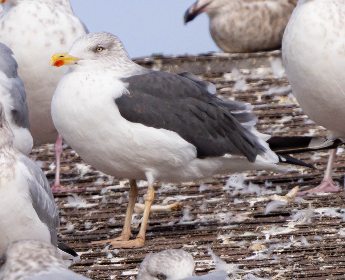 Zafferano - ML386021501