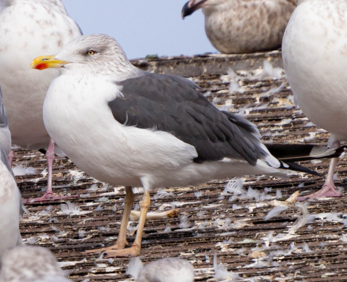 Zafferano - ML386021511