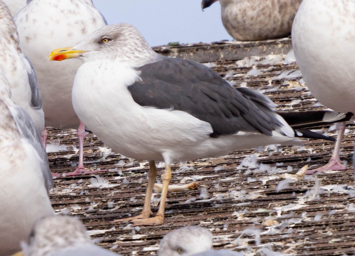 Zafferano - ML386021541