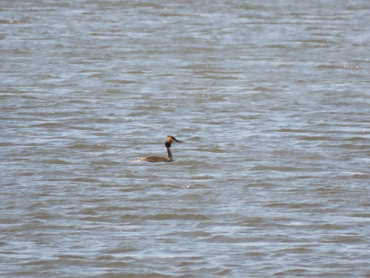 Great Crested Grebe - ML386022621