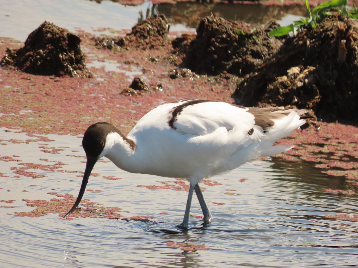 Pied Avocet - ML386023041