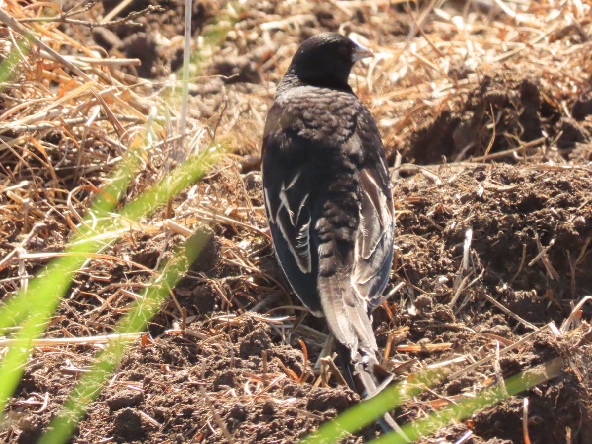 Long-tailed Widowbird - ML386025161