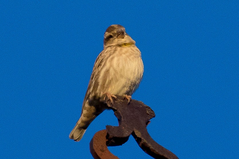 Rock Sparrow - ML38602521