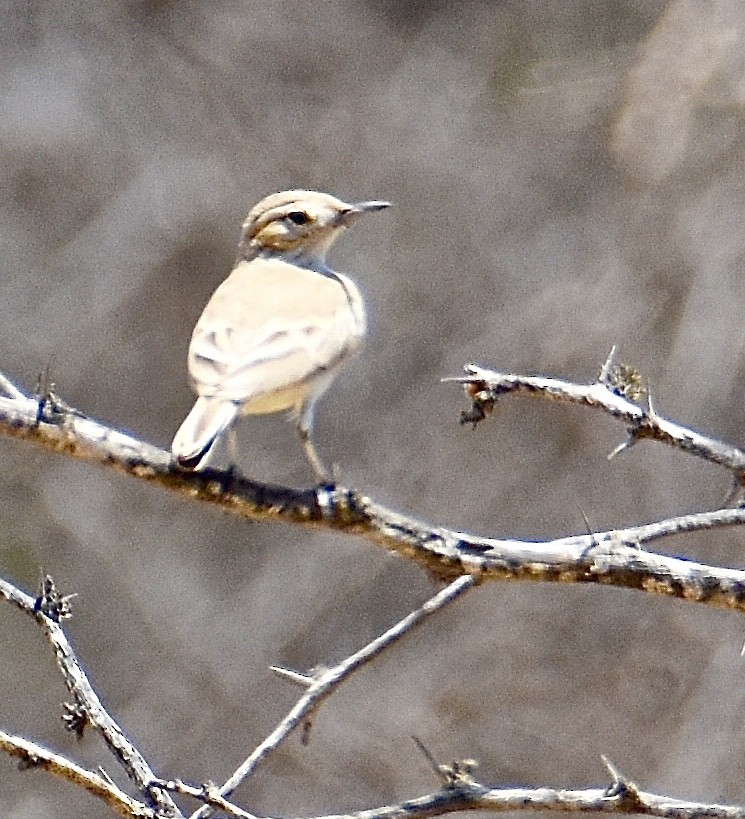 Peru Madencisi - ML38602561