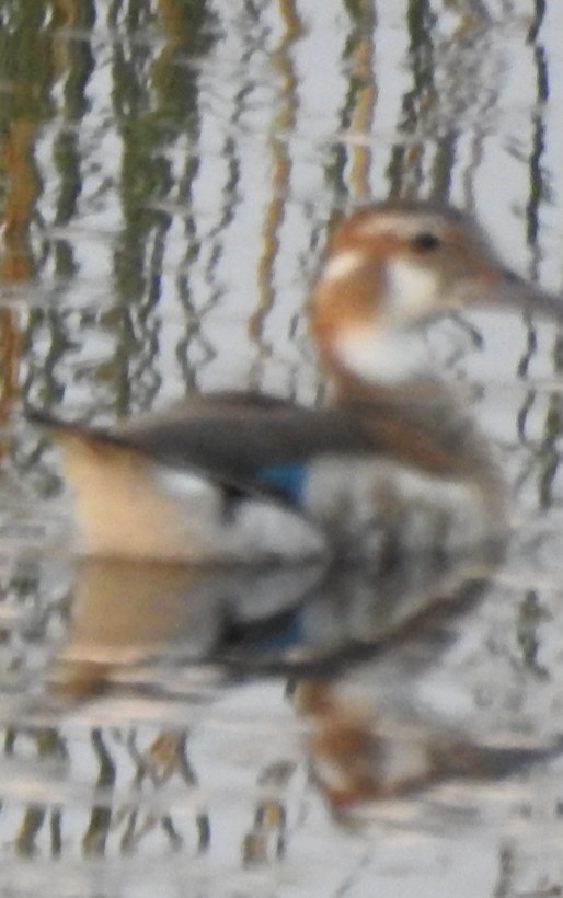 Ringed Teal - ML386026081