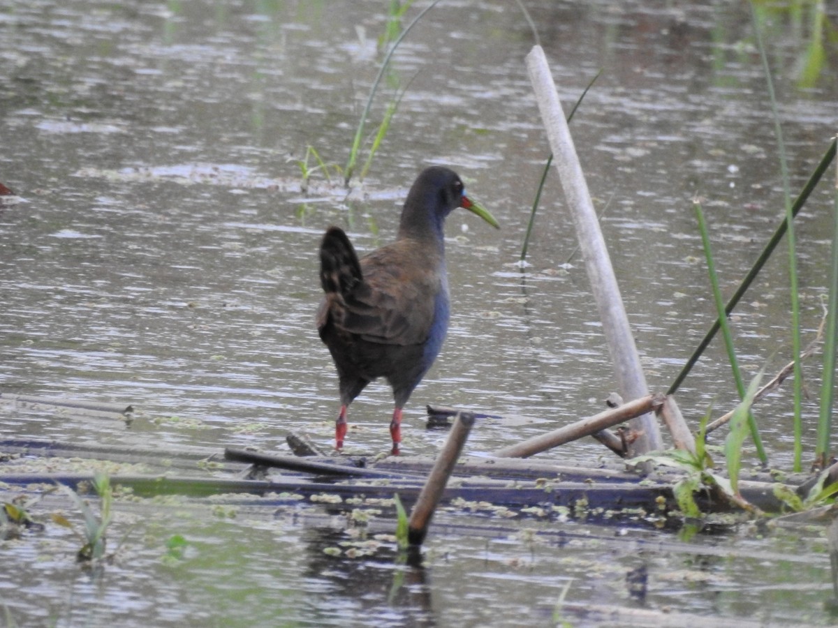 Plumbeous Rail - ML386026231