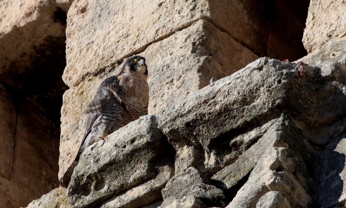 Peregrine Falcon - ML386026751