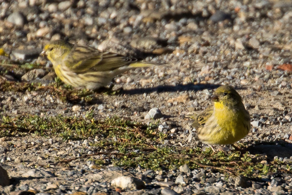 European Serin - ML38602771