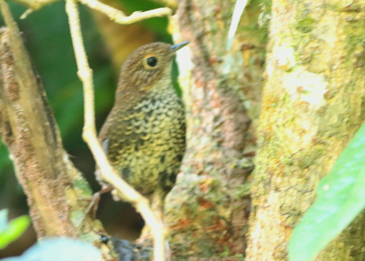 Scaly-breasted Cupwing (Himalayan) - ML386028271