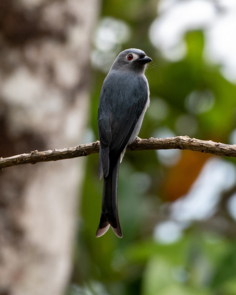 drongo kouřový - ML386028951