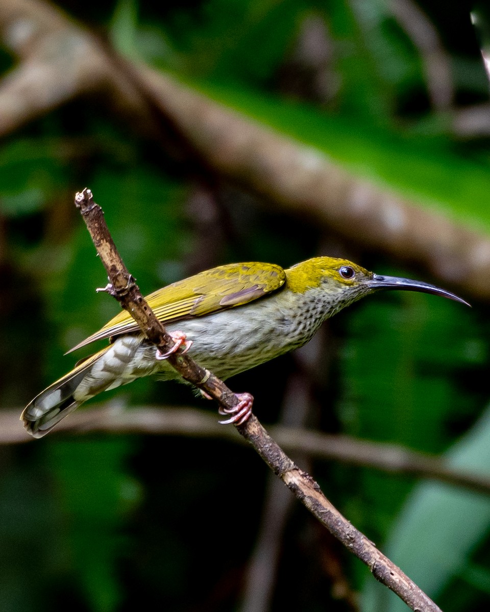 Bornean Spiderhunter - ML386028971