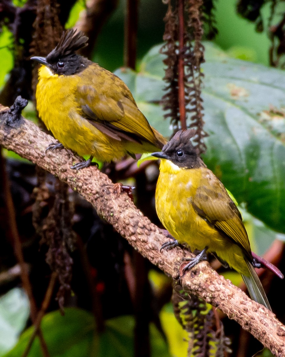 Bornean Bulbul - ML386029011