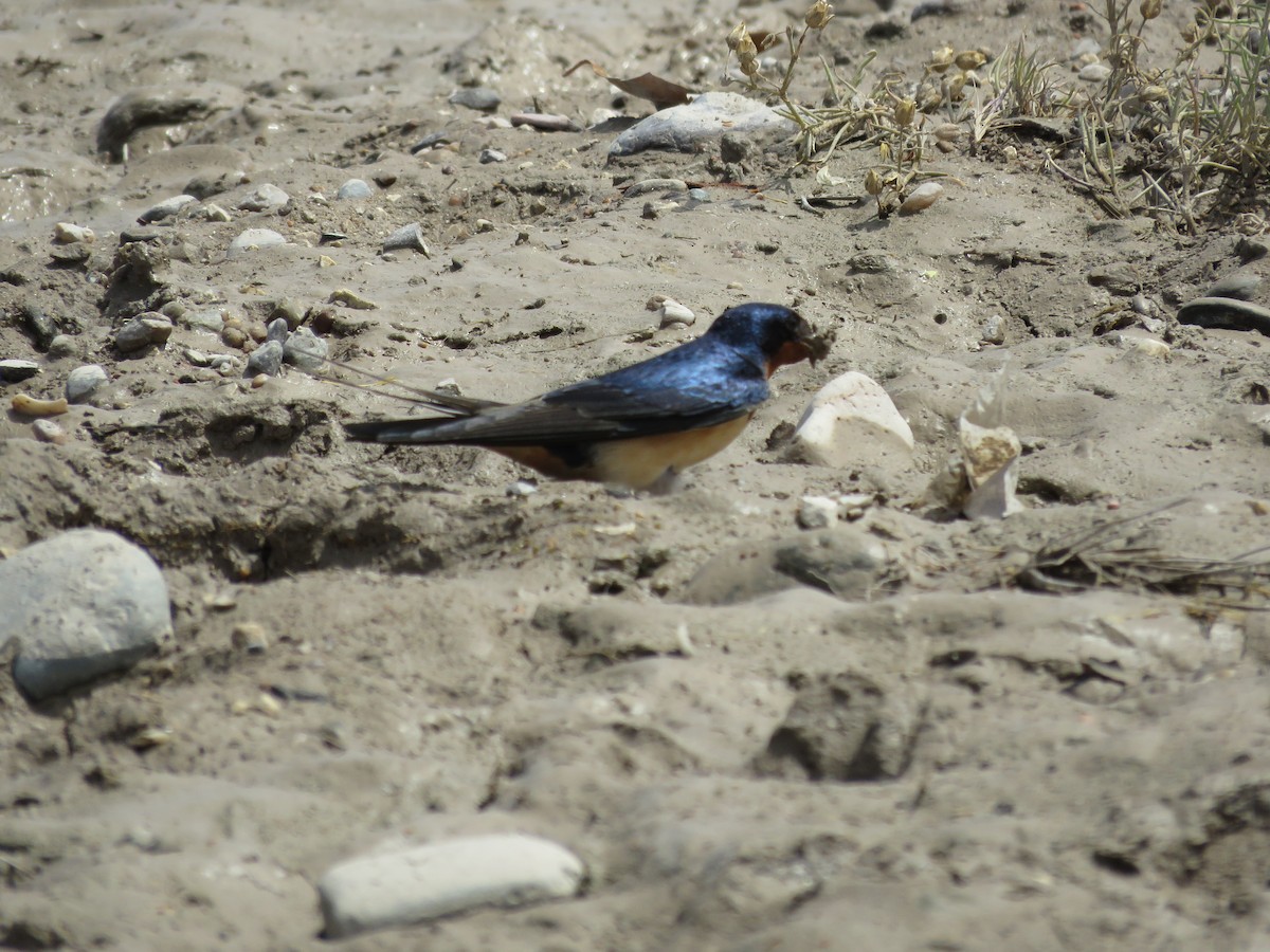 Golondrina Común - ML386030561