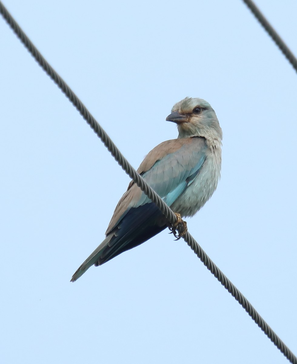 European Roller - ML386031141
