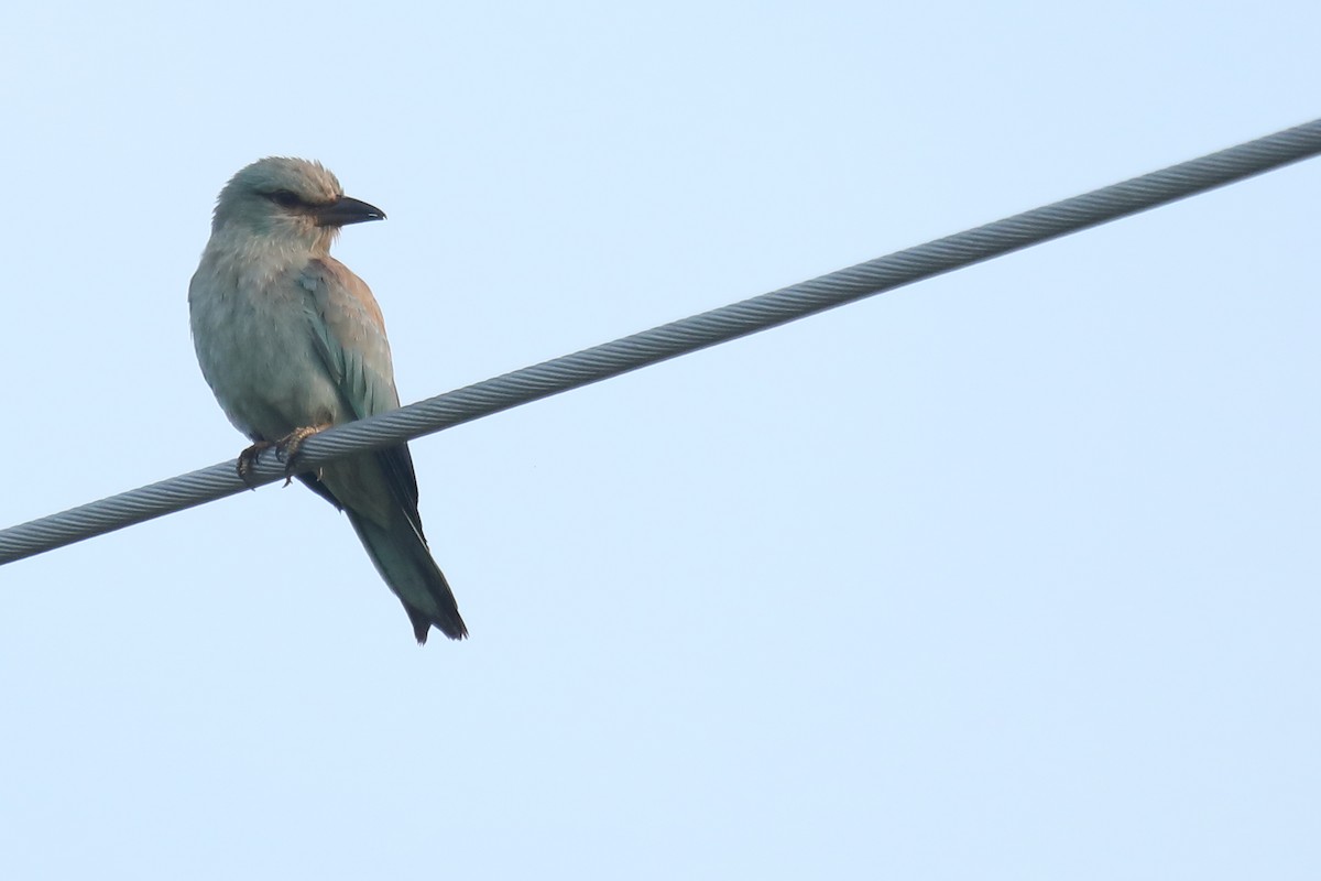 European Roller - ML386031151