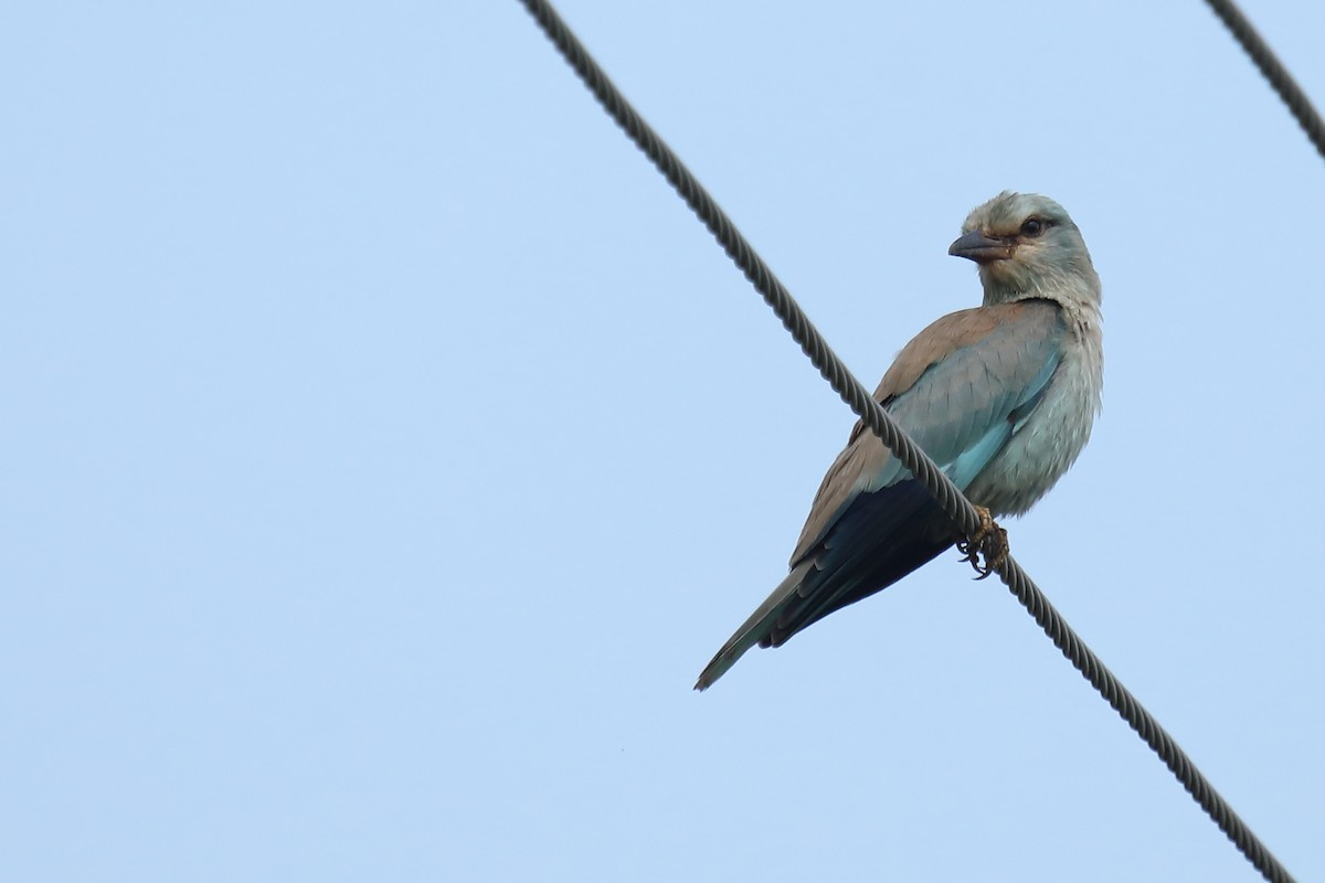 European Roller - ML386031181