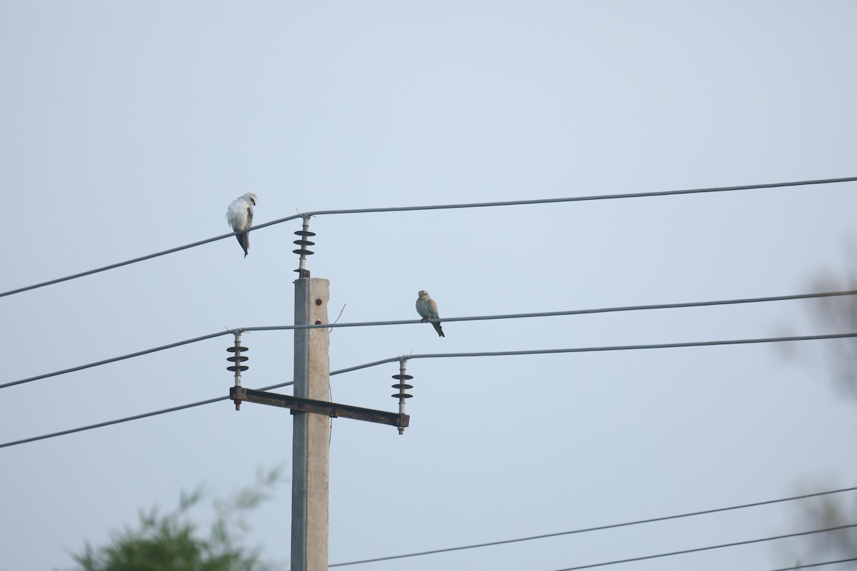 European Roller - ML386031381