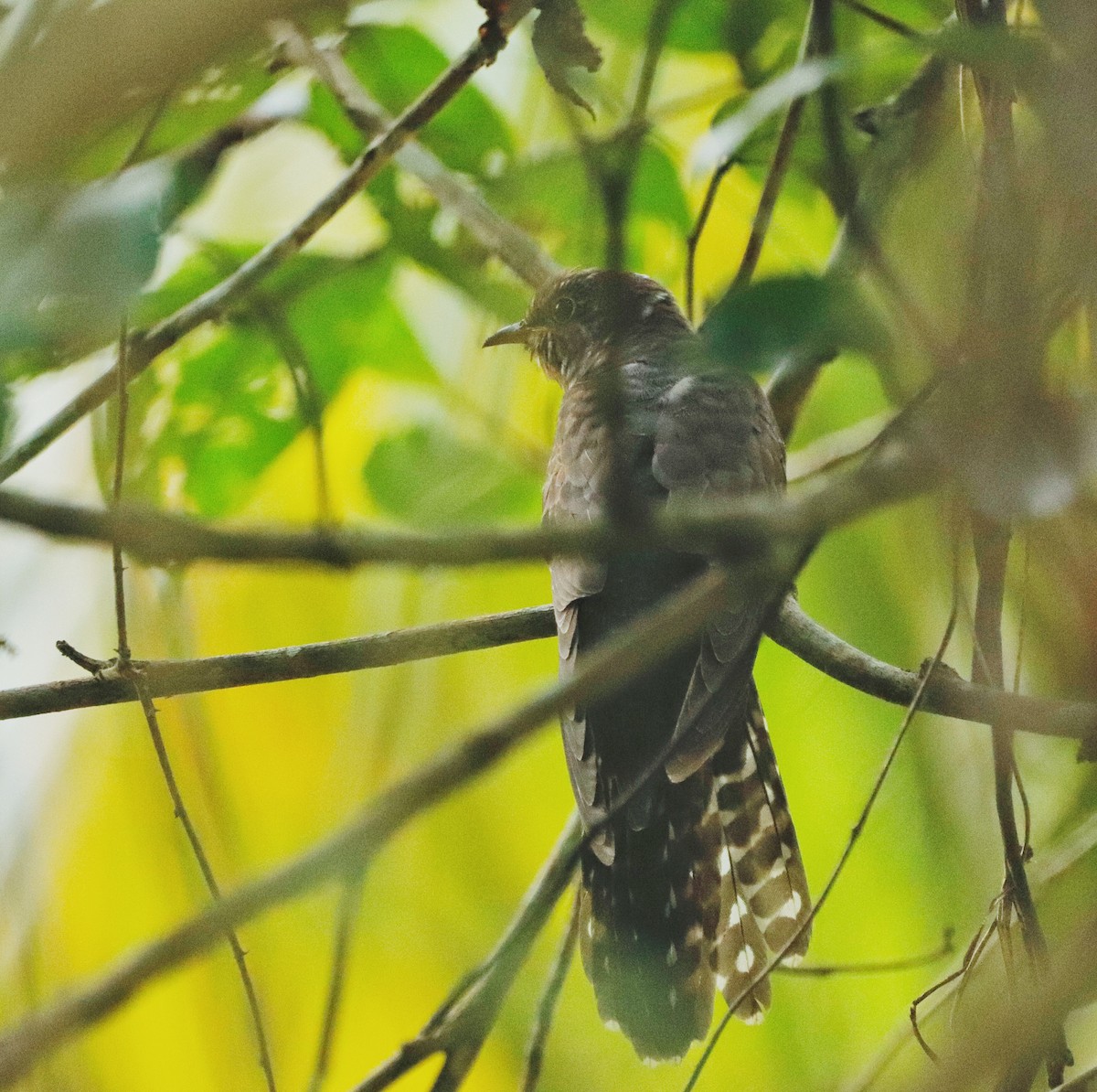 Lesser Cuckoo - ML386032081