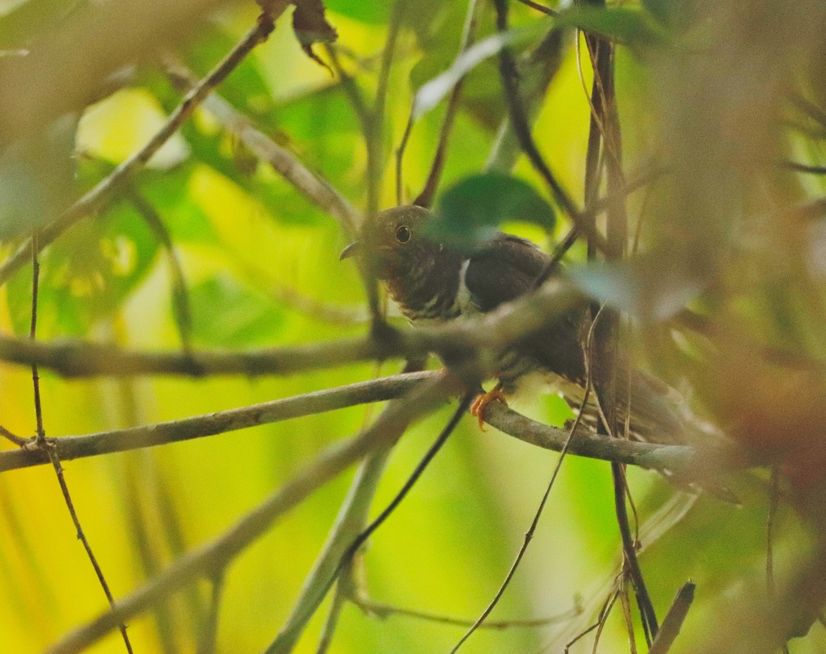 Lesser Cuckoo - ML386032141