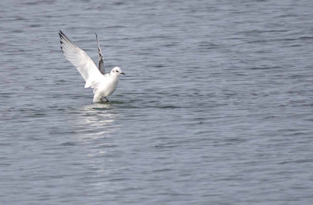 Gaviota Tridáctila - ML386033531