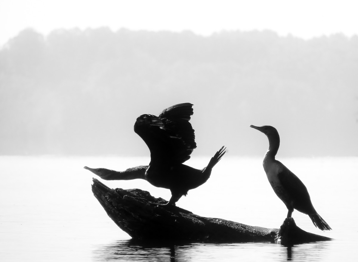 Double-crested Cormorant - ML38603391