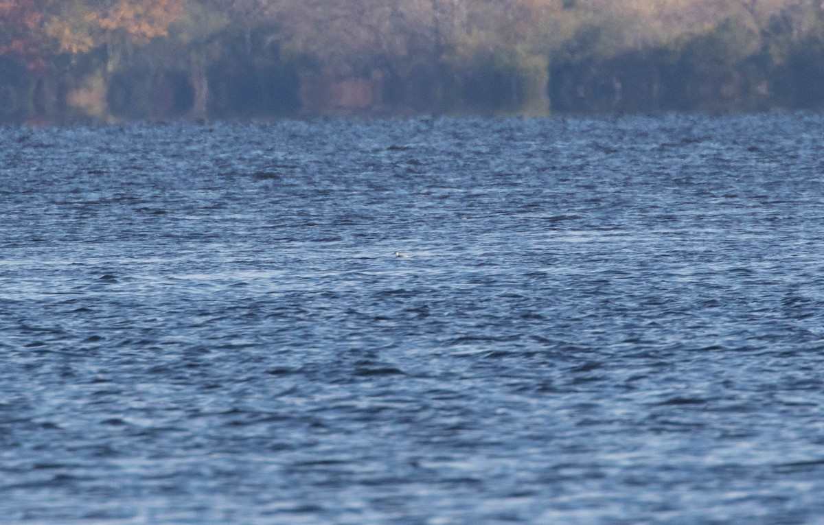 Red Phalarope - ML386033941