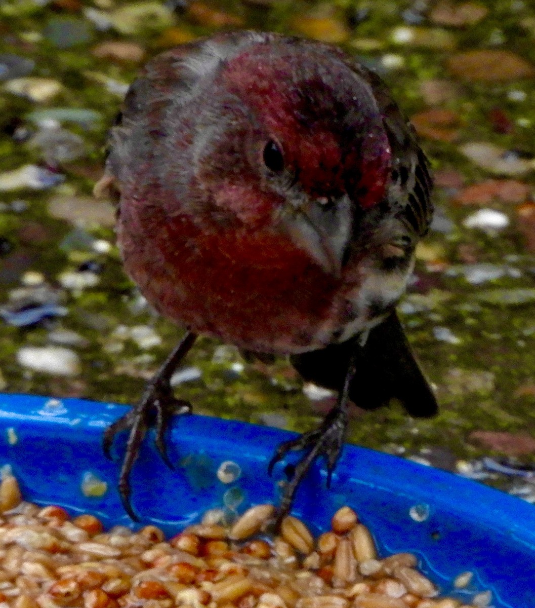 House Finch - ML386035191