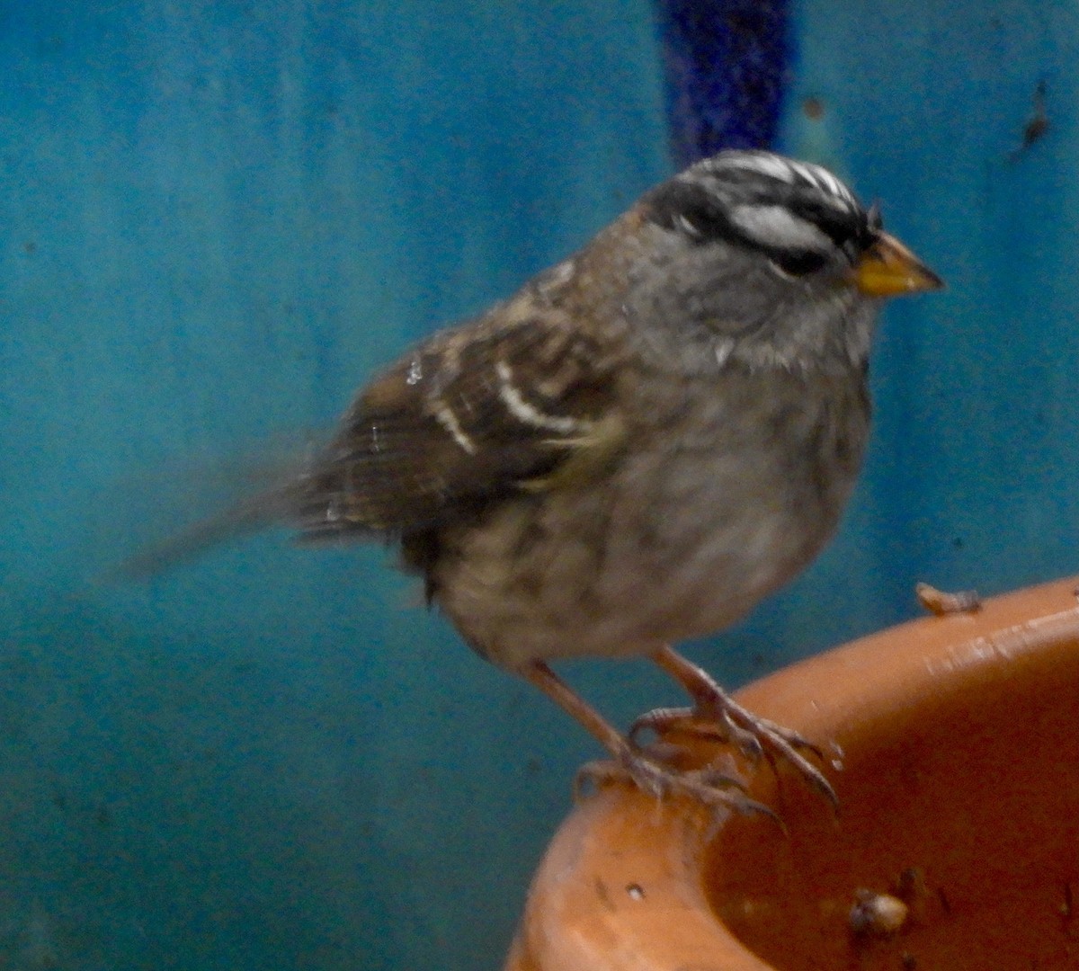 White-crowned Sparrow - ML386035461