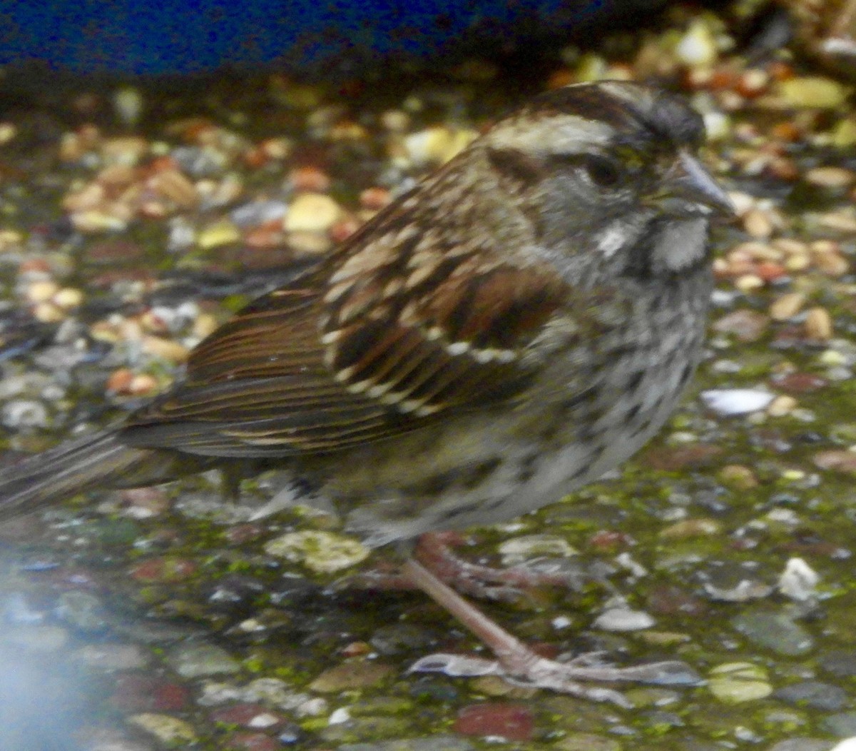 White-throated Sparrow - ML386037511