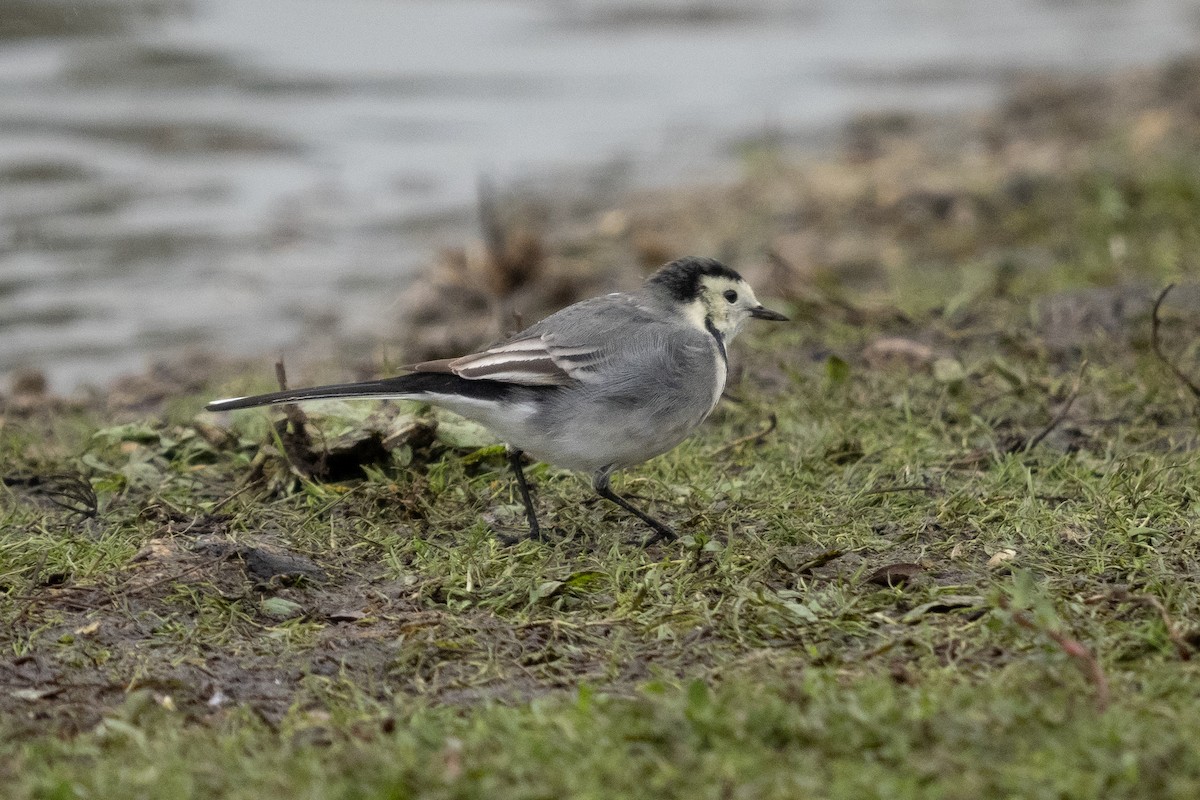 White Wagtail (British) - ML386037971