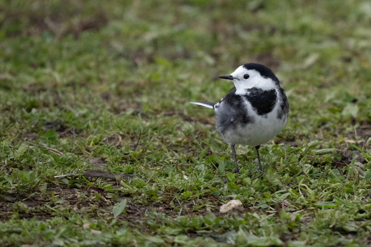 White Wagtail (British) - ML386037991