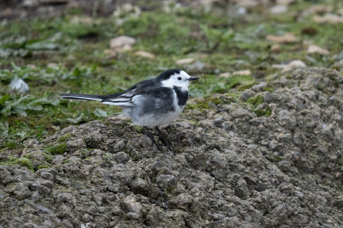 White Wagtail (British) - ML386038011