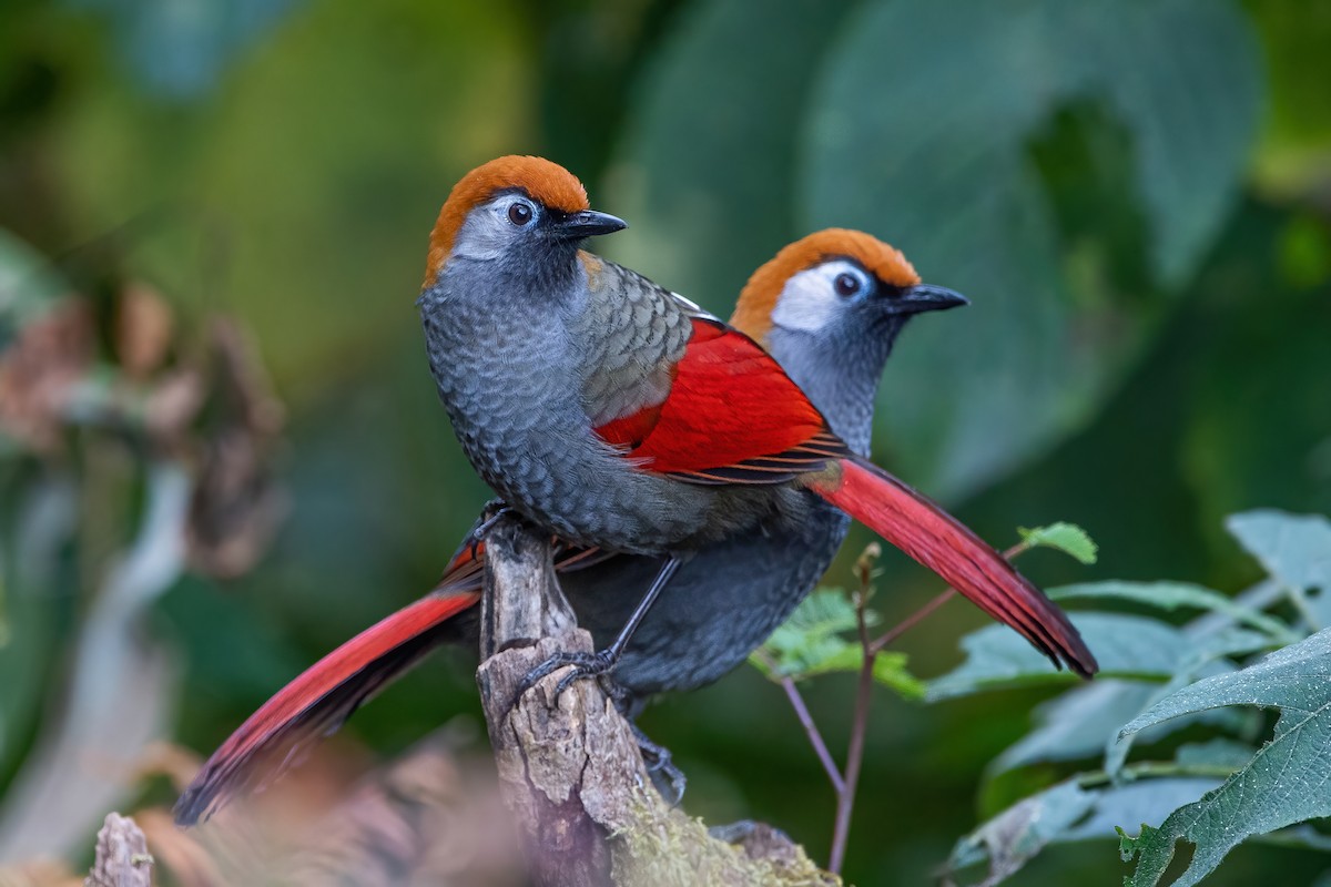 Red-tailed Laughingthrush - Ngoc Sam Thuong Dang