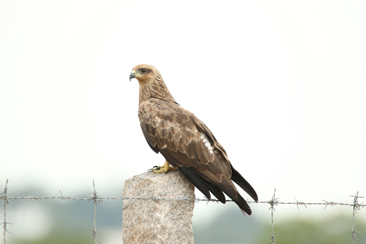 luňák hnědý - ML386041001