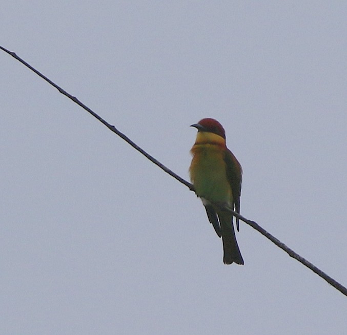 vlha hnědohlavá - ML386041021