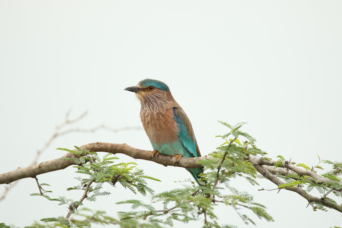 mandelík indický - ML386041141