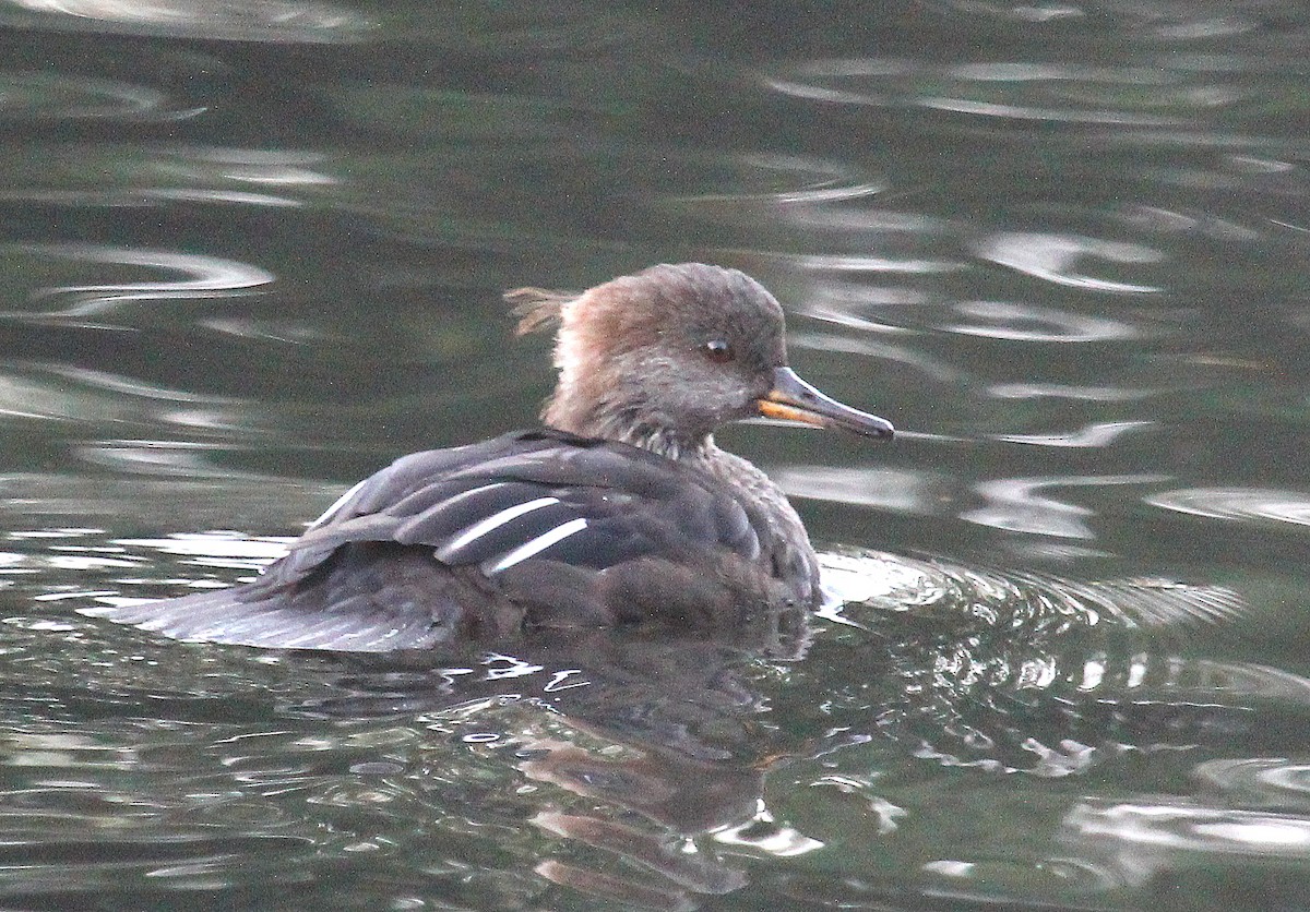 Hooded Merganser - Mike Fung