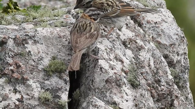 Rufous-collared Sparrow - ML386043721