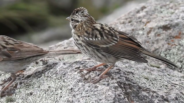 Rufous-collared Sparrow - ML386043901