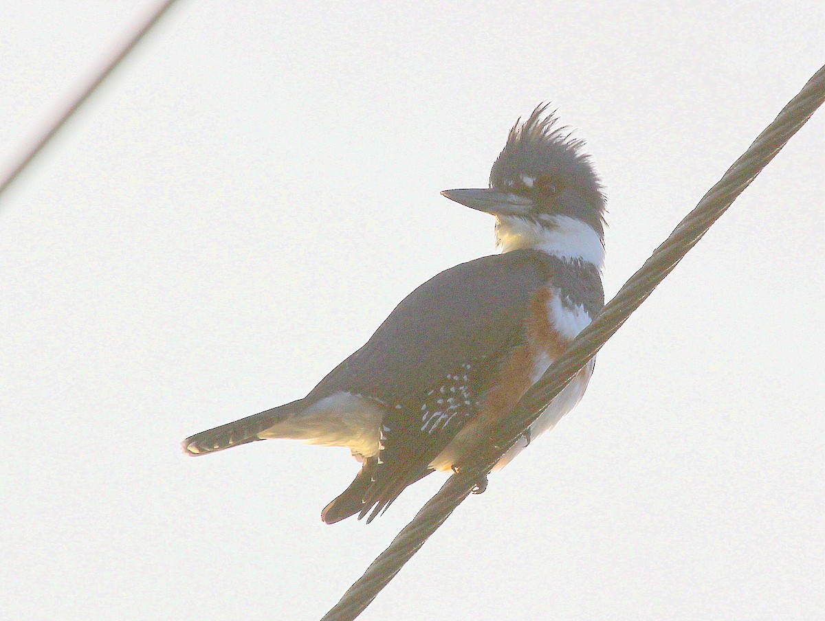 Belted Kingfisher - ML38604411