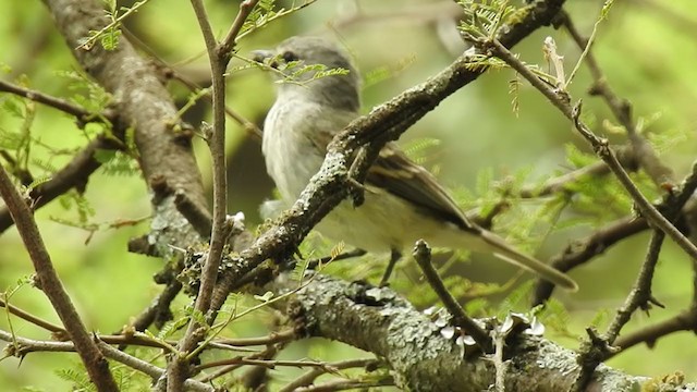 Southern Beardless-Tyrannulet - ML386045601