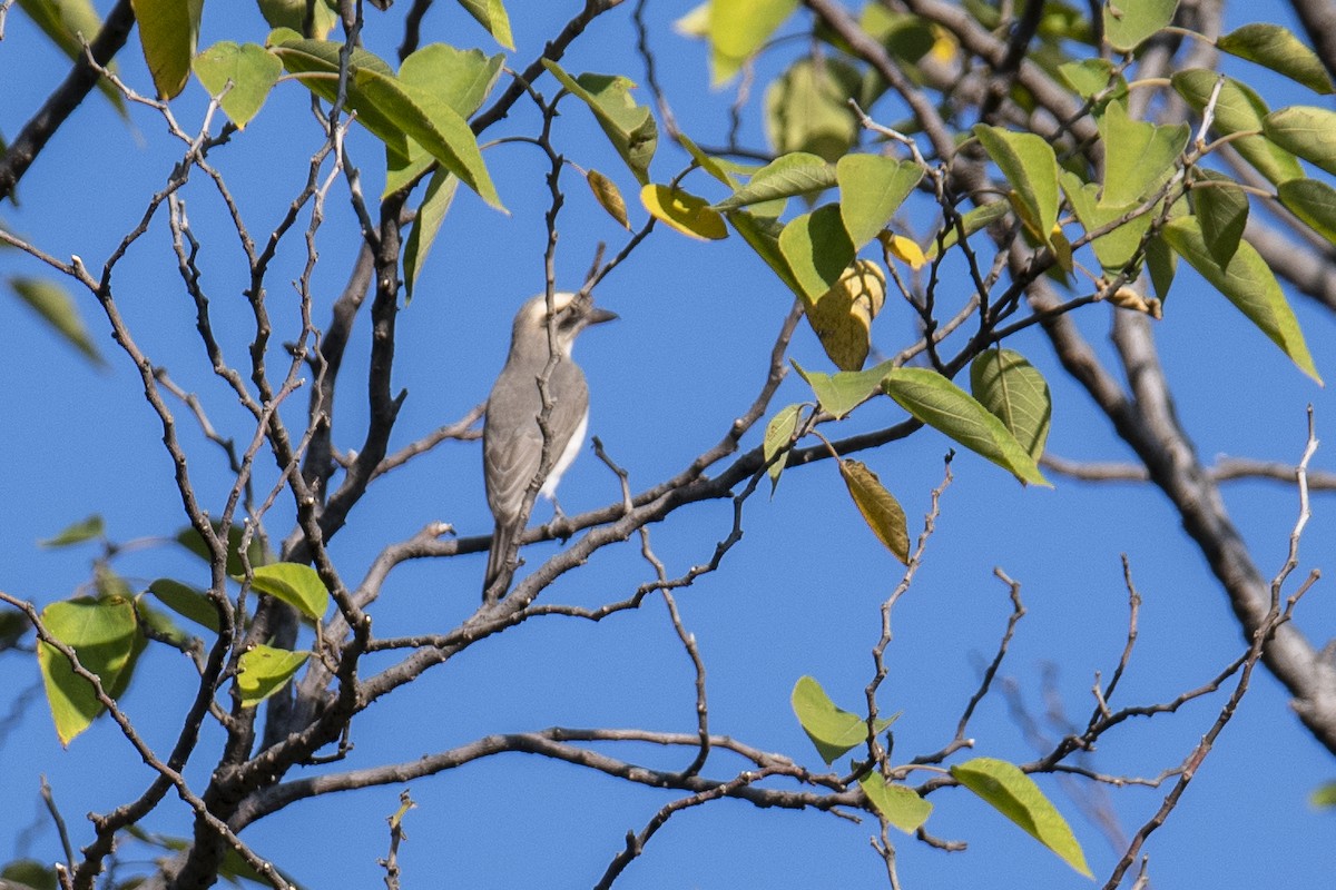 Common Woodshrike - ML386045881