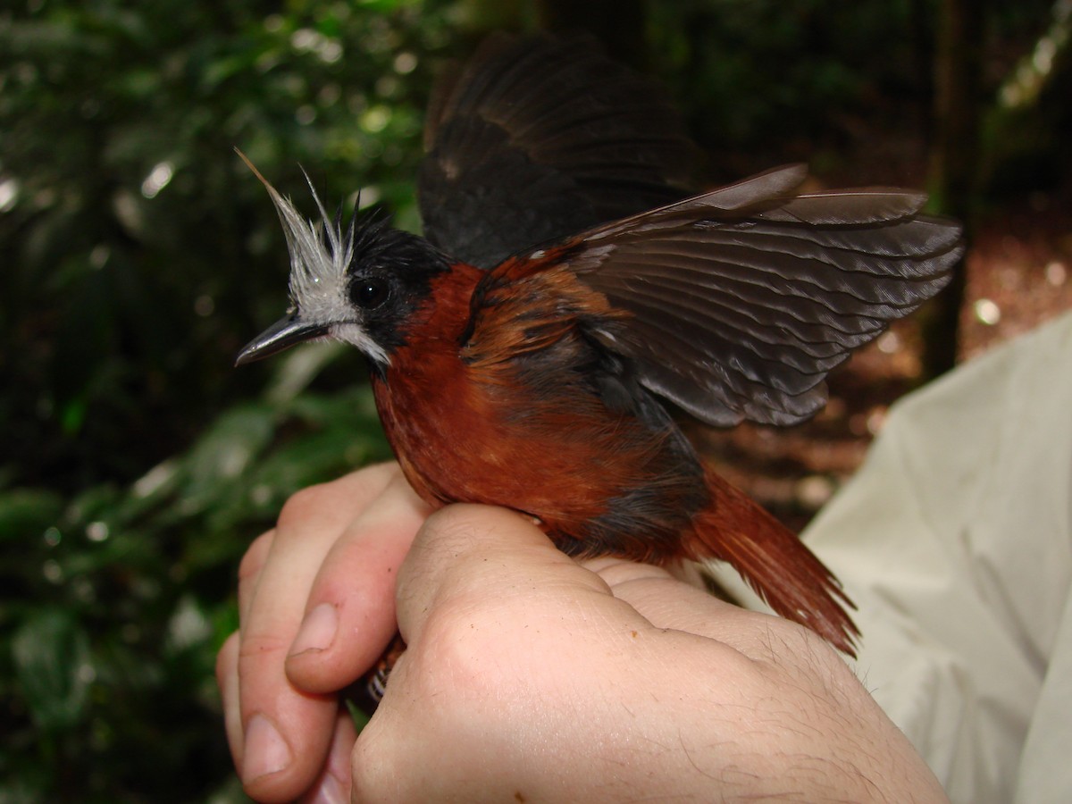 White-plumed Antbird - Pedro Beja