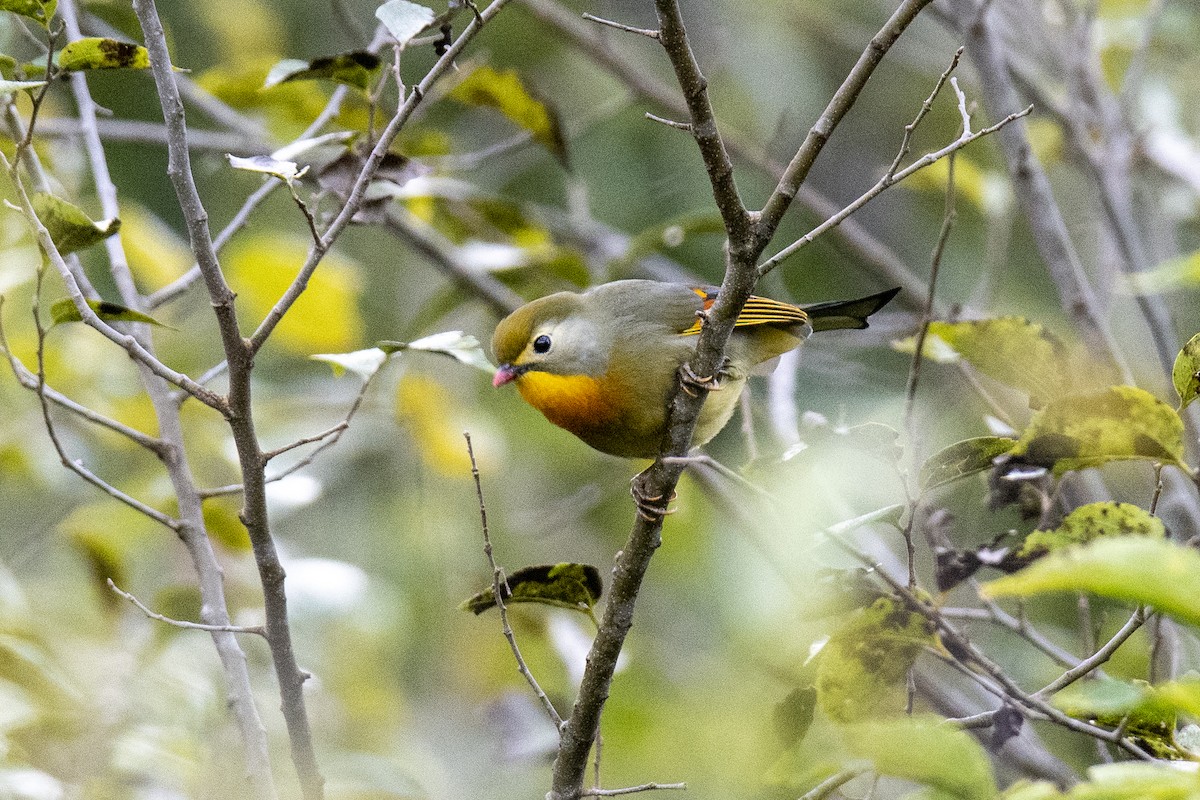 Red-billed Leiothrix - ML386046021
