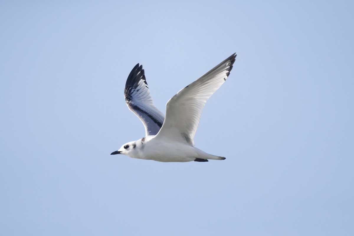 Black-legged Kittiwake - ML386046071