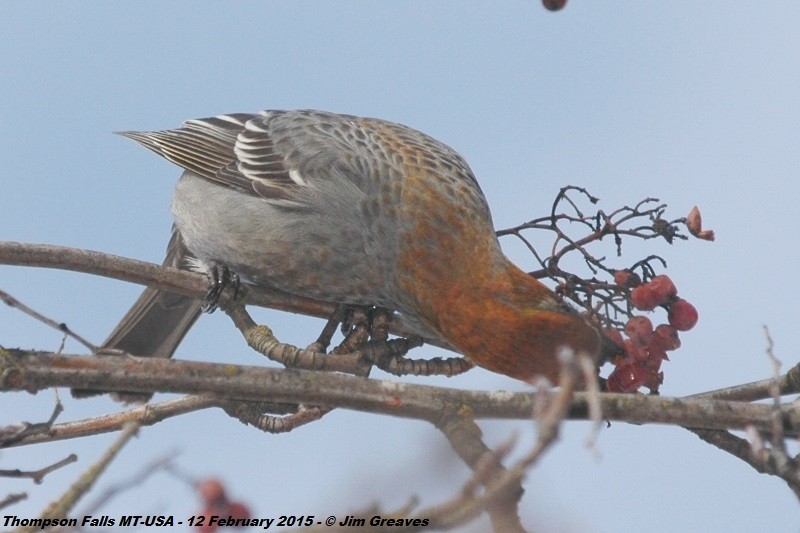 Pine Grosbeak - ML38604611