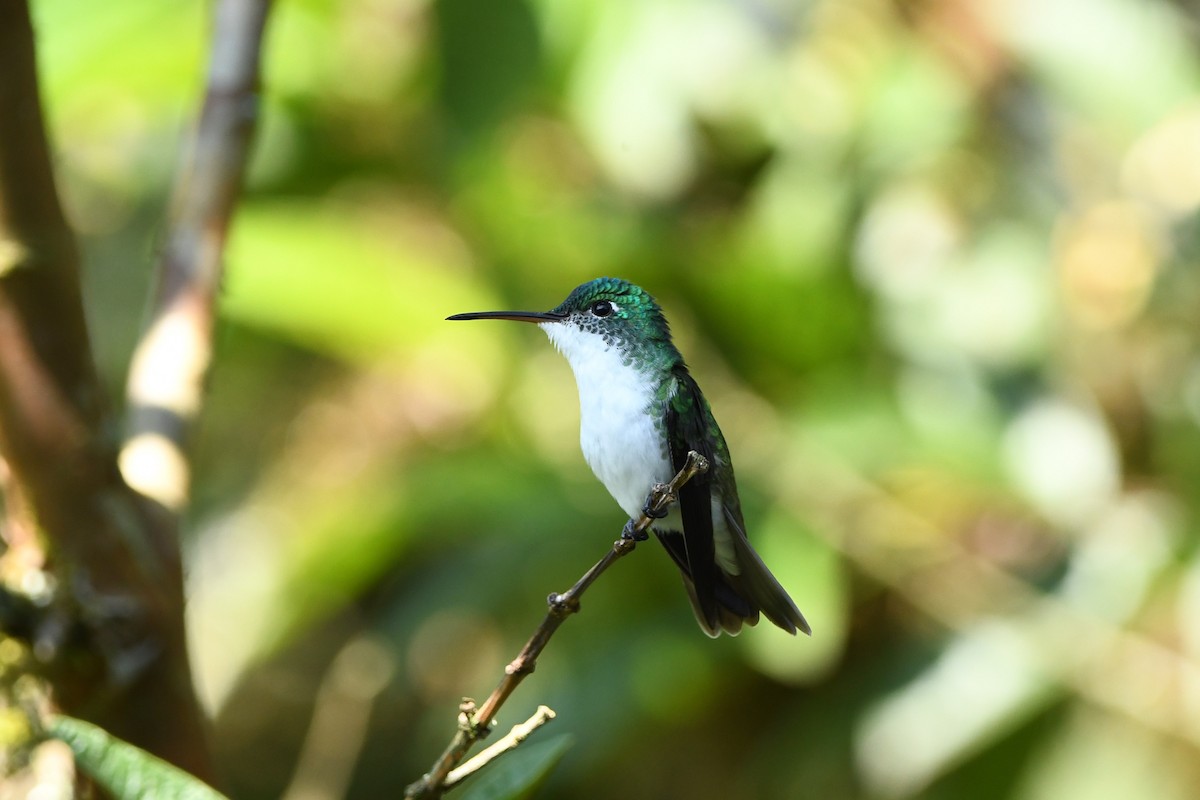 kolibřík andský - ML386046131
