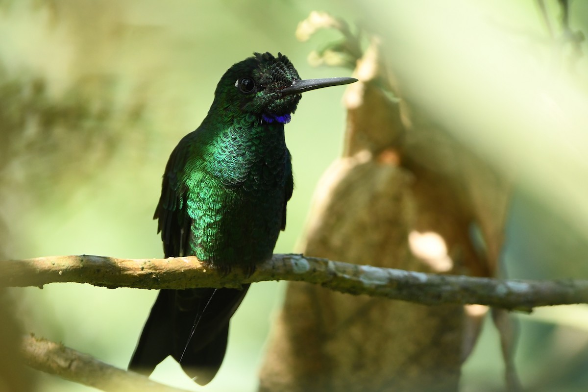 Green-crowned Brilliant - ML386046231